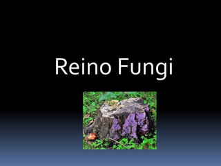 Reino Fungi
 