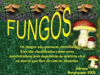 Fungos