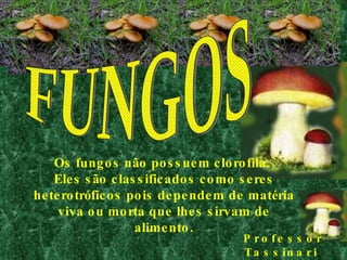 FUNGOS Os fungos não possuem clorofila.  Eles são classificados como seres heterotróficos pois dependem de matéria viva ou morta que lhes sirvam de alimento. Professor Tassinari  