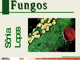 Fungos Sônia Lopes 