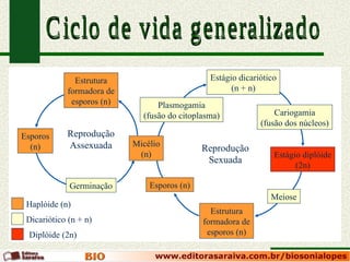 Ciclo de vida generalizado Estrutura formadora de esporos (n) Esporos (n) Germinação Plasmogamia (fusão do citoplasma) Estágio dicariótico (n + n) Cariogamia (fusão dos núcleos) Estágio diplóide (2n) Meiose Estrutura formadora de esporos (n) Esporos (n) Reprodução Assexuada Reprodução Sexuada Micélio (n) Haplóide (n) Dicariótico (n + n) Diplóide (2n) 
