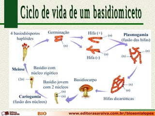 Ciclo de vida de um basidiomiceto Hifas dicarióticas Basidiocarpo Basídio jovem com 2 núcleos Basídio com núcleo zigótico Germinação Cariogamia (fusão dos núcleos) Meiose Plasmogamia (fusão das hifas) 4 basiodiósporos haplóides Hifa (+) Hifa (-) (n) (n) (2n) (n) (n) (n) (n) (n) (n) (n) 