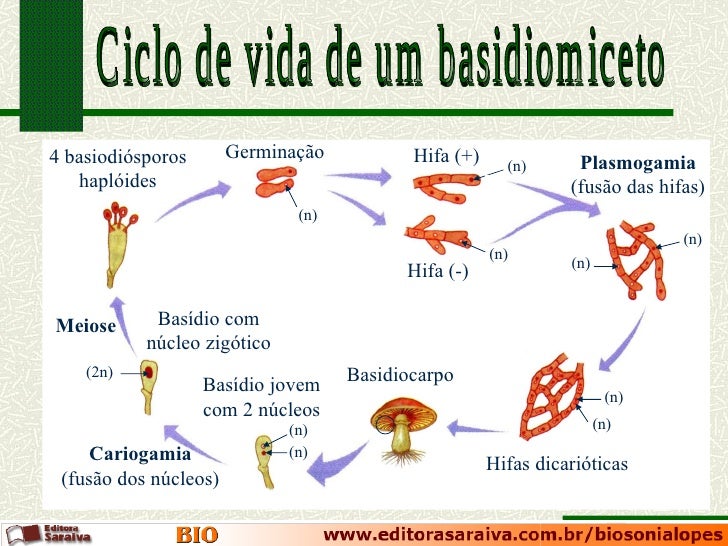 Boas baixas de um fungo de pregos a mãos