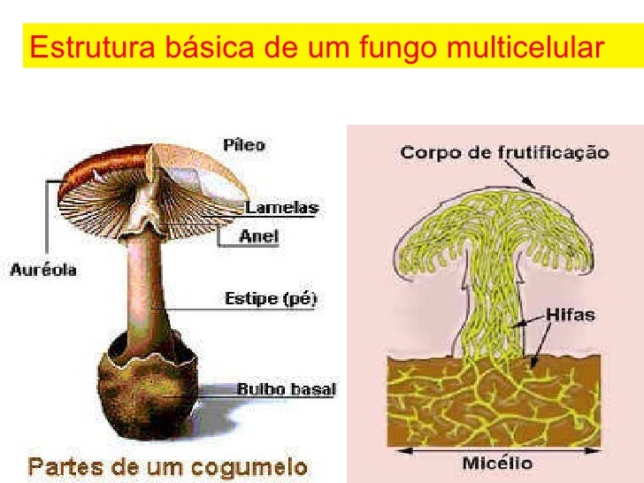 Se é possível aplicar lotserit às mães alimentícias