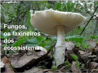 Fungos,  os faxineiros  dos ecossistemas  