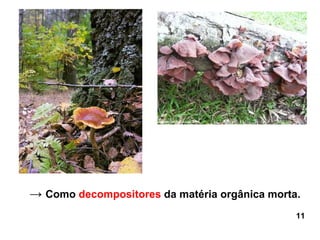 ->  Como  decompositores  da matéria orgânica morta. 11 