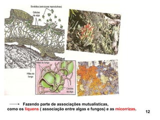 Fazendo parte de associações mutualísticas,  como os  líquens  ( associação entre algas e fungos) e as  micorrizas . 12 