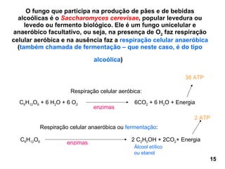 O fungo que participa na produção de pães e de bebidas alcoólicas é o  Saccharomyces cerevisae , popular levedura ou levedo ou fermento biológico. Ele é um fungo unicelular e anaeróbico facultativo, ou seja, na presença de O 2  faz respiração celular aeróbica e na ausência faz a  respiração celular anaeróbica  ( também chamada de fermentação – que neste caso, é do tipo alcoólica )   C 6 H 12 O 6  + 6 H 2 O + 6 O 2   6CO 2  + 6 H 2 O + Energia Respiração celular aeróbica: 38 ATP C 6 H 12 O 6  2 C 2 H 5 OH + 2CO 2 + Energia enzimas Respiração celular anaeróbica ou  fermentação : enzimas Álcool etílico ou etanol 2 ATP 15 
