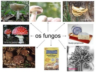 os fungos Amanita (alucinógeno) Amanita (alucinógeno) Tuber (trufas) Champignon Orelha de pau Queijo gorgonzola Aspergilus Levedura 2 