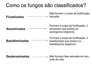 Como os fungos são classificados? Ficomicetos Ascomicetos Basidiomicetos Deuteromicetos Não formam o corpo de frutificação sexuado. Formam o corpo de frutificação, o ascocarpo que produz os  ascósporos (esporos). Formam o corpo de frutificação, o  basidiocarpo que produz os  basidióporos (esporos). Não formam fase sexuada em seu  ciclo de vida. 