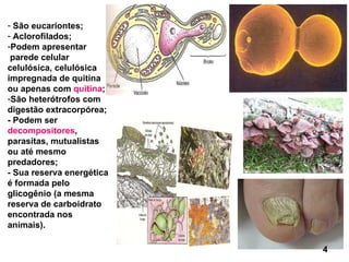 São eucariontes; Aclorofilados; Podem apresentar parede celular celulósica, celulósica impregnada de quitina ou apenas com  quitina ; São heterótrofos com digestão extracorpórea; - Podem ser  decompositores , parasitas, mutualistas ou até mesmo predadores; - Sua reserva energética é formada pelo glicogênio (a mesma reserva de carboidrato encontrada nos animais). 4 