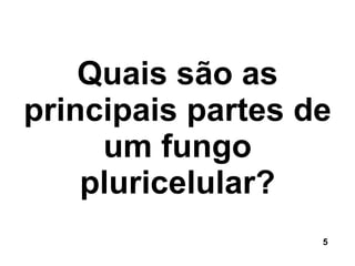Quais são as principais partes de um fungo pluricelular? 5 
