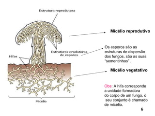 Micélio reprodutivo Micélio vegetativo Obs : A hifa corresponde a unidade formadora do corpo de um fungo, o seu conjunto é chamado  de micélio. Os esporos são as  estruturas de dispersão dos fungos, são as suas “ sementinhas” . 6 