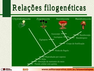 Chytridiomycota     Zygomycota           Ascomycota              Basidiomycota




                                    Ascocarpo
                                                                      Basidiocarpo
                                      Ascósporo                   Basidiósporo
                      Zigósporo
                                                       Corpo de frutificação


                                        Perda do flagelo

                              Reprodução por esporos
                          Hifas
                     Absorção de nutrientes do meio
                  Parede celular com quitina
 
