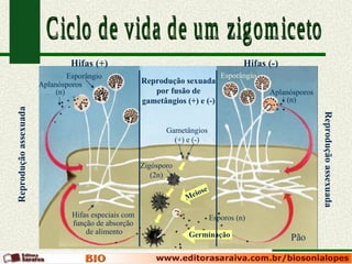 Hifas (+)                                                 Hifas (-)
                                Esporângio                                         Esporângio
                       Aplanósporos                    Reprodução sexuada
                            (n)                           por fusão de                          Aplanósporos
                                                       gametângios (+) e (-)                         (n)
Reprodução assexuada




                                                                                                               Reprodução assexuada
                                                              Gametângios
                                                                (+) e (-)


                                                       Zigósporo
                                                          (2n)
                                                                            e
                                                                   M eios

                                 Hifas especiais com                            Esporos (n)
                                 função de absorção
                                     de alimento                    Germinação                        Pão
 