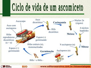 Asco                                        Núcleo 2n
                Ascocarpo
                                  dicariótico           Cariogamia                (zigoto)
   Asco com
   ascósporos                                                                         4 núcleos
                                                      Hifa
                                                                                      haplóides
                                                   dicariótica
    Hifas                                                               Meiose
reprodutoras                          Esporo (-)
 dicarióticas                        germinando
   (n + n)
                            Hifas estéreis (n),                  8 ascósporos (n)
                             mononucleadas                                             Mitose
      Esporo (+)
      germinando                           Germinação       Ascósporos (n)



                              Hifa + e Hifa -
 