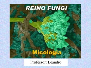 REINO FUNGI




  Micologia
 Professor: Leandro
 