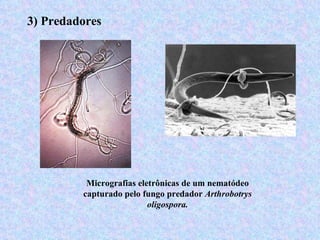 3) Predadores




          Micrografias eletrônicas de um nematódeo
         capturado pelo fungo predador Arthrobotrys
                          oligospora.
 