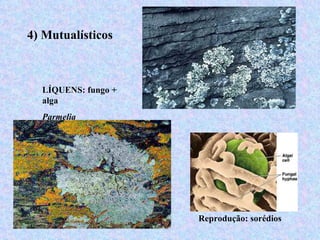 4) Mutualísticos



  LÍQUENS: fungo +
  alga
  Parmelia




                     Reprodução: sorédios
 