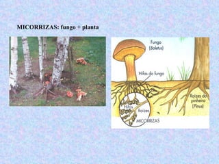 MICORRIZAS: fungo + planta
 