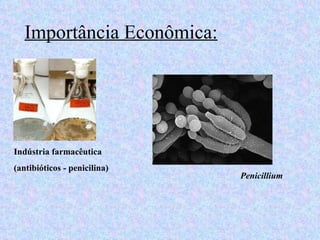 Importância Econômica:




Indústria farmacêutica
(antibióticos - penicilina)
                              Penicillium
 