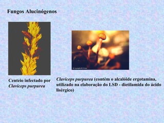 Fungos Alucinógenos




Centeio infectado por   Claviceps purpurea (contém o alcalóide ergotamina,
Claviceps purpurea      utilizado na elaboração do LSD - dietilamida do ácido
                        lisérgico)
 