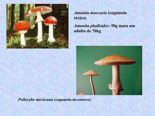 Amanita muscaria (cogumelo
                              tóxico)
                              Amanita phalloides: 50g mata um
                              adulto de 70kg




Psilocybe mexicana (cogumelo-do-esterco)
 