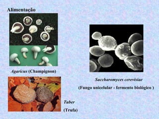 Alimentação




 Agaricus (Champignon)
                                           Saccharomyces cerevisiae
                                   (Fungo unicelular - fermento biológico )


                         Tuber
                         (Trufa)
 