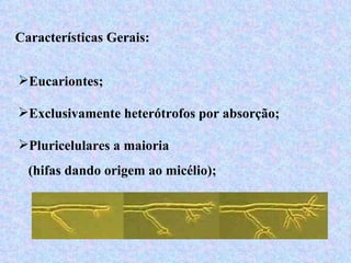 Características Gerais:


Eucariontes;

Exclusivamente heterótrofos por absorção;

Pluricelulares a maioria
  (hifas dando origem ao micélio);
 