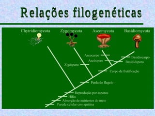 Chytridiomycota     Zygomycota           Ascomycota              Basidiomycota




                                    Ascocarpo
                                                                      Basidiocarpo
                                      Ascósporo                   Basidiósporo
                      Zigósporo
                                                       Corpo de frutificação


                                        Perda do flagelo

                              Reprodução por esporos
                          Hifas
                     Absorção de nutrientes do meio
                  Parede celular com quitina
 
