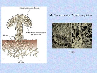 Micélio reprodutor / Micélio vegetativo




                 Hifas
 