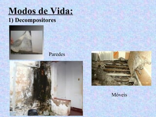 Modos de Vida:
1) Decompositores




              Paredes




                        Móveis
 