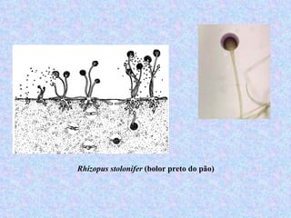 Rhizopus stolonifer (bolor preto do pão)
 