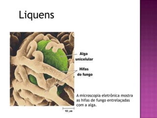 Liquens




          A microscopia eletrônica mostra
          as hifas de fungo entrelaçadas
          com a alga.
 