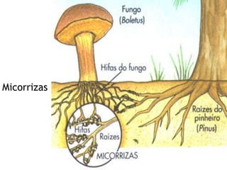Micorrizas
 