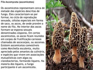 Filo Ascomycota (ascomicetos)

Os ascomicetos representam cerca de
metade das espécies descritas de
fungo. Eles caracterizam-se por
formar, no ciclo de reprodução
sexuada, células especiais em forma
de saco, os ascos, de onde provém o
nome do filo. No interior dos ascos
formam-se esporos sexuais
denominados cósporos. Em certos
ascomicetos, os ascos ficam reunidos
em corpos de frutificação carnosos
chamados de ascocarpos, ou ascomas.
Existem ascomicetos comestíveis
como Morchella esculenta, muito
apreciado pelos amantes da culinária,
e espécies que vivem em associações
mutualísticas com algas ou
cianobacterias, formando liquens. Na
maioria dos liquens, o fungo
participante é um ascomiceto.
 