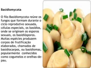 Basidiomycota

O filo Basidiomycota reúne os
fungos que formam durante o
ciclo reprodutivo sexuada,
células especiais, os basídios,
onde se originam os esporos
sexuais, os basidiósporos.
Muitas espécies produzem
corpos de frutificação
elaborados, chamados de
basidiocarpos, ou basidiomas,
popularmente conhecidos
como cogumelos e orelhas-de-
pau.
 