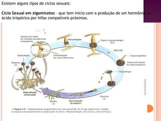 Existem alguns tipos de ciclos sexuais:

Ciclo Sexual em zigomicetos – que tem inicio com a produção de um hormônio, o
ácido trispórico por hifas compatíveis próximas.
 