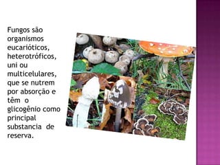 Fungos são
organismos
eucarióticos,
heterotróficos,
uni ou
multicelulares,
que se nutrem
por absorção e
têm o
glicogênio como
principal
substancia de
reserva.
 