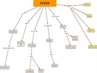 Fungos