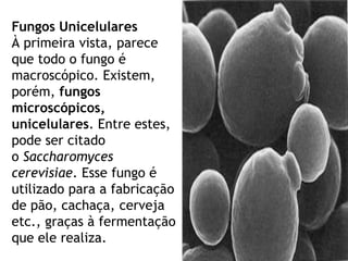 Fungos Unicelulares
À primeira vista, parece
que todo o fungo é
macroscópico. Existem,
porém, fungos
microscópicos,
unicelulares. Entre estes,
pode ser citado
o Saccharomyces
cerevisiae. Esse fungo é
utilizado para a fabricação
de pão, cachaça, cerveja
etc., graças à fermentação
que ele realiza.
 