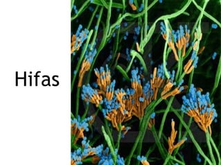 Hifas
 
