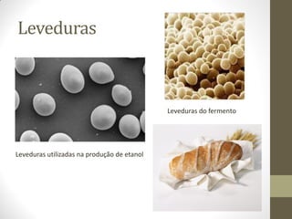 Leveduras



                                             Leveduras do fermento




Leveduras utilizadas na produção de etanol
 