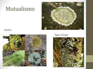Mutualismo


Liquens

              Algas e fungos
 