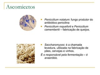 Ascomicetos Peniccilium notatum : fungo produtor do antibiótico penicilina Peniccilium roqueforti  e  Peniccilium camembertii  – fabricação de queijos. Saccharomyces : é a chamada levedura, utilizada na fabricação de pães, cervejas e vinhos. É o responsável pela fermentação – é anaeróbio. 