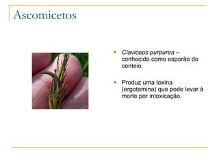 Ascomicetos Claviceps purpurea  – conhecido como esporão do centeio. Produz uma toxina (ergotamina) que pode levar à morte por intoxicação. 