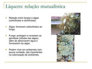 Líquens: relação mutualística Relação entre fungos e algas (cianofíceas e clorofíceas) Algas: fornecem carboidratos ao fungo. Fungo: protegem e revestem as gonídeas (células das algas), além de absorverem água e fornecerem às algas. Podem viver em ambientes com pouca umidade, são importantes na colonização de ambientes.  