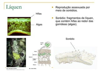 Líquen Reprodução assexuada por meio de sorédios. Sorédio: fragmentos de líquen, que contém hifas ao redor das gonídeas (algas). Hifas Algas Sorédio 