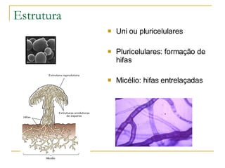 Estrutura Uni ou pluricelulares Pluricelulares: formação de hifas Micélio: hifas entrelaçadas 