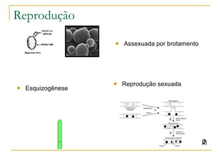 Reprodução Assexuada por brotamento Esquizogênese Reprodução sexuada 